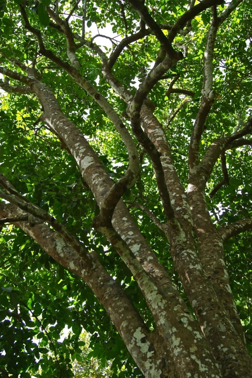 Santol Tree