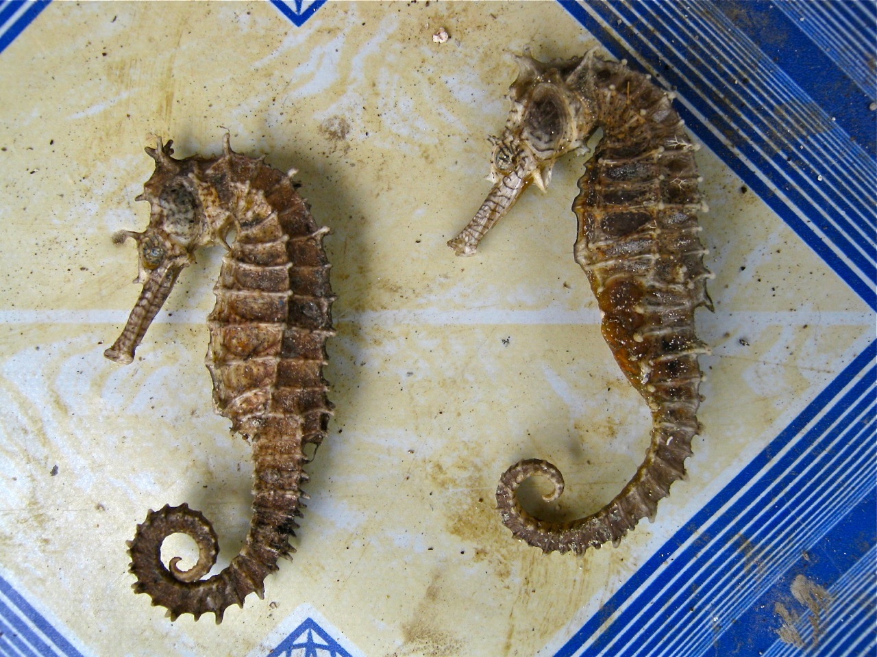 "Retired No Way" "Dried Seahorses for export to China"