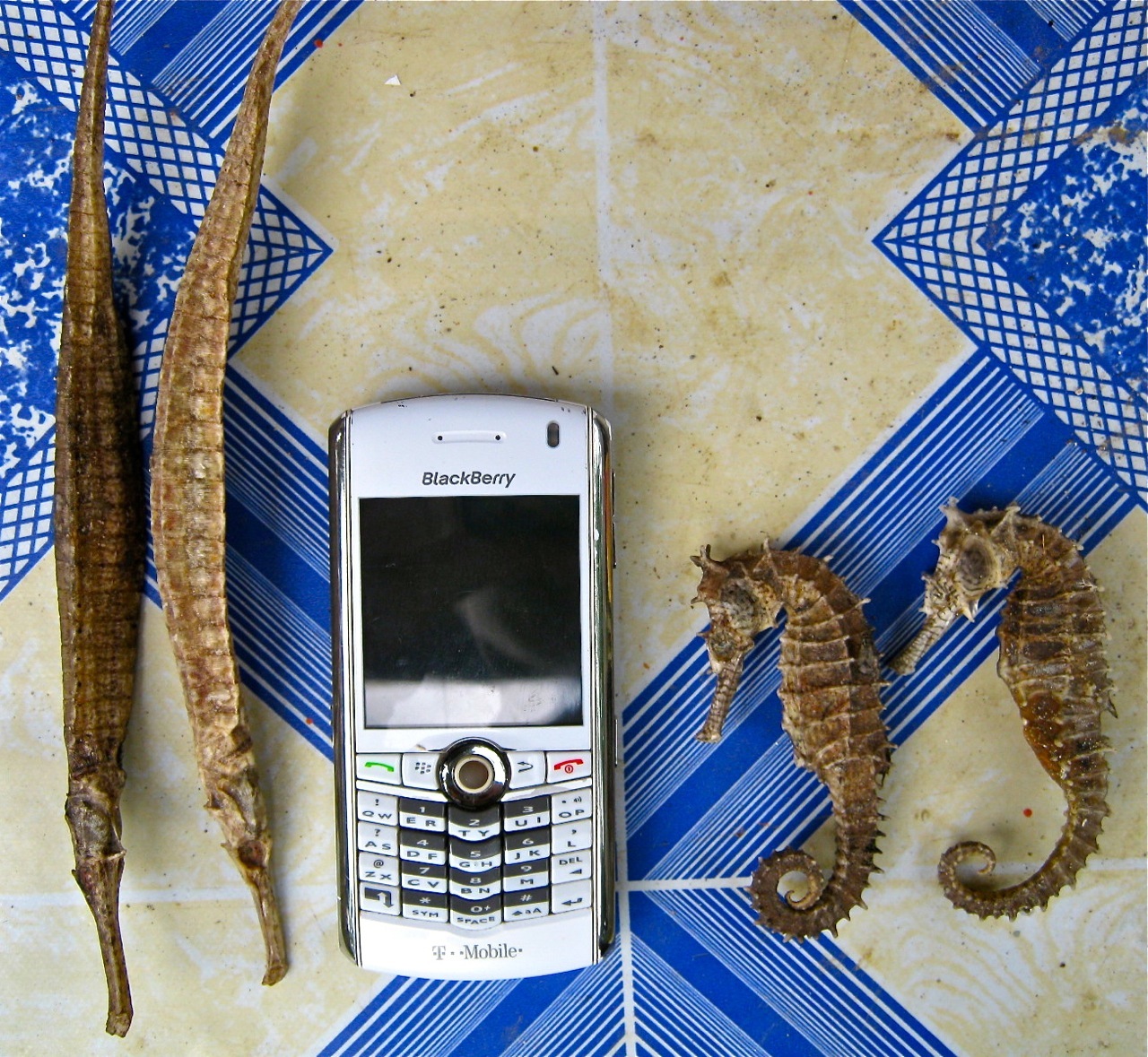 "Seadragons and seahorses with my old phone for comparison" "Retired No Way"