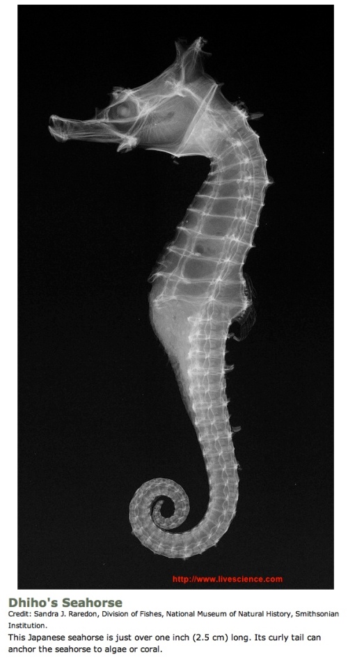 "Seahorse x-ray image" "Retired No Way"